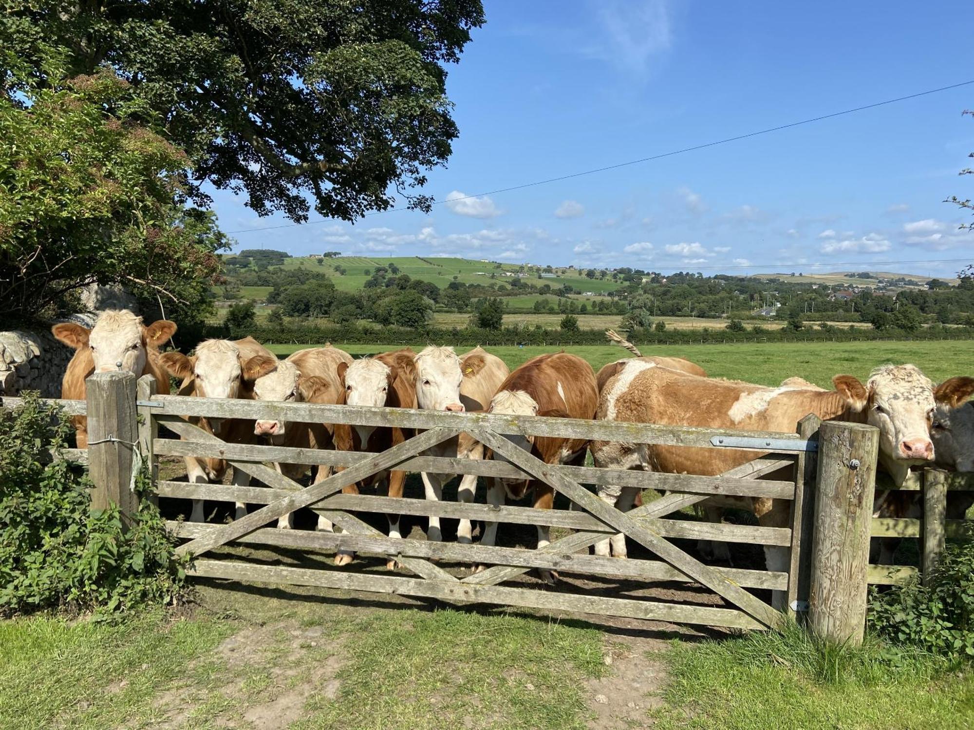 Wydon Farm Bed And Breakfast Haltwhistle Εξωτερικό φωτογραφία